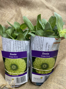 Zinnia - Green